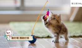 娱乐圈吃瓜猫咪是谁呀,揭秘网络红星的幕后推手