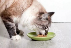 娱乐圈吃瓜猫咪是谁呀,揭秘网络红星的幕后推手